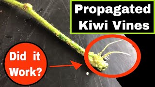 Propagating Kiwi Fruit Vines  It Works [upl. by Nirra926]