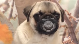 Top 30 Funniest and Cutest Pug Dog Videos Compilation [upl. by Wasserman]