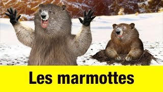 Les marmottes  Têtes à claques [upl. by Draper]