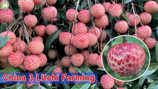 China 3 Litchi Plant Lychee Farming In Sucessfull  लीची की खेती [upl. by Milah]