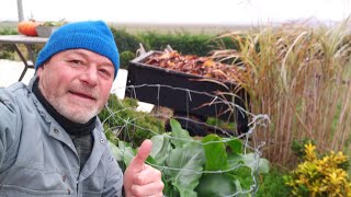 lutter contre le mildiou des tomates [upl. by Edvard]