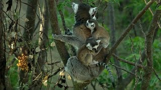 Twin Baby Ring Tailed Lemurs  Madagascar  David Attenborough  BBC Earth [upl. by Catrina]