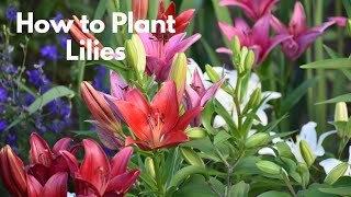 Lilies Planting and Care [upl. by Braca]