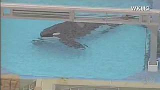 SeaWorld trainer killed by killer whale Shamu [upl. by Nitsuga369]