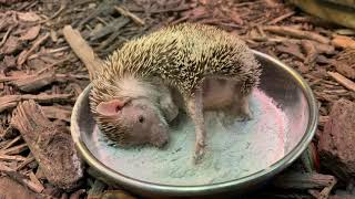 Dust Bath with a Madagascar Hedgehog Tenrec [upl. by Castra791]