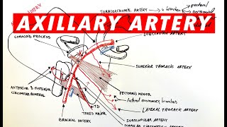 Anatomy  Axillary artery branches [upl. by Phina900]