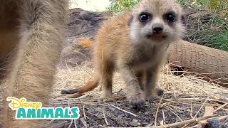 Meerkats  Disney Animals  Disney Junior [upl. by Yanehc296]