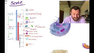 Cells Mind Map OCR A Level Biology 21 Revision [upl. by Ysus118]