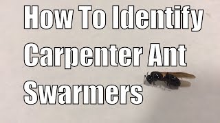 How to identify carpenter ant swarmers [upl. by Giordano]