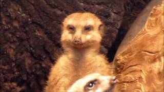 Tired Meerkat Falls Asleep [upl. by Nordin]