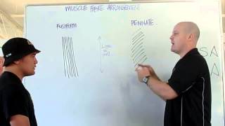 Muscle fiber arrangement PCSA ACSA [upl. by Deevan]