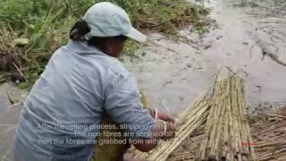 Processing cycle of Jute [upl. by Dyer]