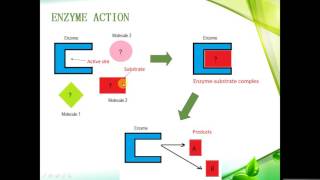 IGCSE BIOLOGY REVISION  Syllabus 5 Enzymes [upl. by Ailel268]