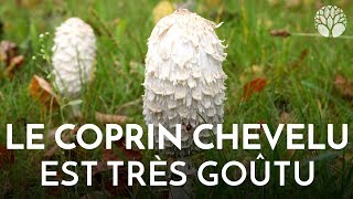 Le coprin chevelu Coprinus comatus top 20 des meilleurs champignons [upl. by Lexi139]