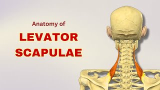 Levator Scapulae Muscle Anatomy  Extrinsic Back Muscle  Doctor Speaks [upl. by Nycila]