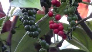 How to Grow Black Pepper Piper nigrum [upl. by Enovad]