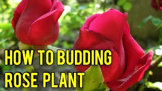 how to budding rose plant [upl. by Melita]