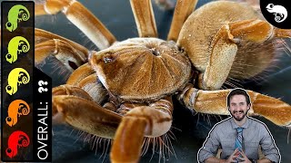 Goliath Birdeater The Best Pet Tarantula [upl. by Naed]