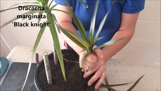 How to Prune amp Propagate your Draceana plants [upl. by Formica]