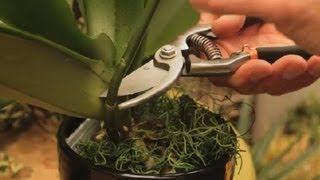 Where to Cut an Orchid Plant  Orchid Care amp More [upl. by Cristian381]