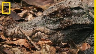 Des fourmis magnans à lattaque dun crocodile nain [upl. by Assisi]