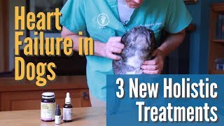 Heart Failure in Dogs 3 NEW Holistic Treatments [upl. by Llesig]