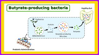 butyrate producing bacteria [upl. by Londoner]