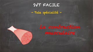 SVT FACILE  Tale spé  La contraction musculaire [upl. by Kremer]