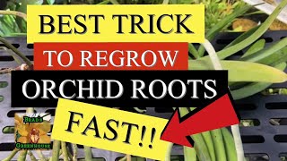 HOW TO REGROW ORCHID ROOTS FAST  VANDA ORCHID WITH NO ROOTS VANDA CARE SERIES PART 5 [upl. by Agatha448]