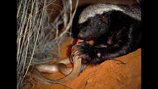 Life of one Honey Badger Natgeo Wild Best video [upl. by Ynot]