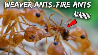 Ant War Weaver Ants vs Fire Ants [upl. by Nrubua948]