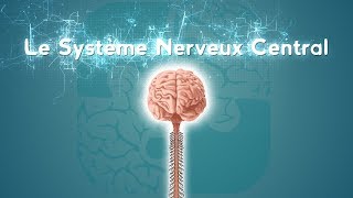 Neurolexique 2  Le Système Nerveux Central [upl. by Nanek]