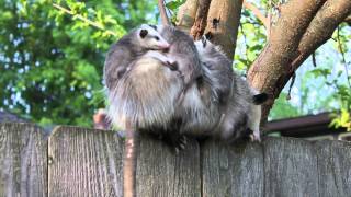 Backyard Opossum with Babies 2 [upl. by Ziom441]