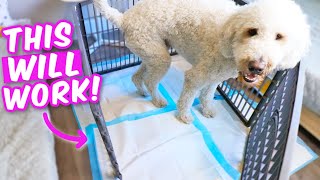 TRUTH ABOUT POTTY PADS 🤯 How to potty train indoors FAST [upl. by Eilegna]