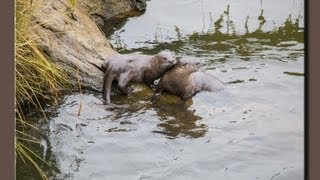 Wild River Otters Playing lots of fun [upl. by Oralla]