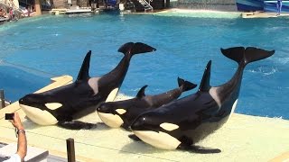 One Ocean Full Show  SeaWorld San Diego  September 20 2014 [upl. by Sukin784]