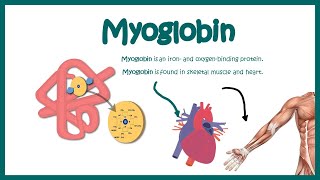 Myoglobin  Structure and function  oxygen binding kinetics [upl. by Graham]