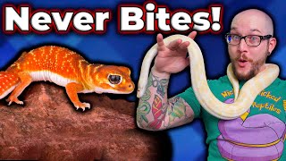 Top 5 Reptiles That Will NEVER BITE You [upl. by Anirtep]