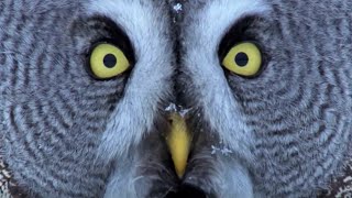 Mesmerising Owl Moments  BBC Earth [upl. by Rempe]