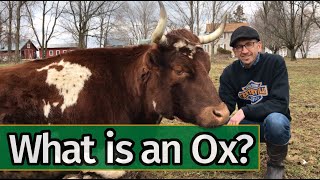 Oxen Basics What is an Ox [upl. by Marte494]