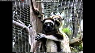 Disneys DINOSAUR Lemur Live Action Reference [upl. by Euqinimod]