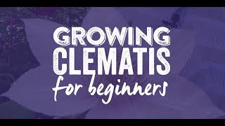 How to grow a Clematis [upl. by Hunley181]