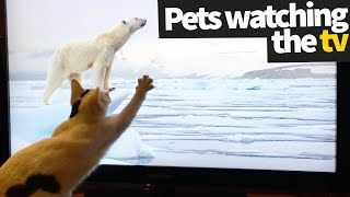 Pets Watching TV Compilation  Pets Being Hilarious [upl. by Justicz]