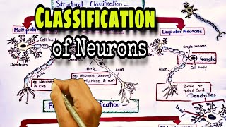 Classification of neurons  Nervous system [upl. by Ahsatsan123]