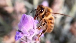 How bees turn nectar into honey [upl. by Durarte]