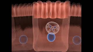 The life cycle of Toxoplasma gondii  Part 02 [upl. by Pickar]