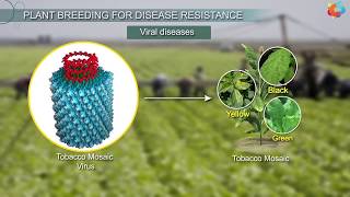 Plant Breeding for Disease Resistance [upl. by Ennovaj397]