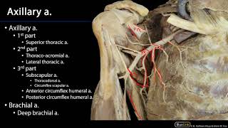 Cardio Station 9  Upper Limb Arteries [upl. by Mad903]