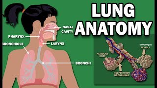 ANATOMY OF THE LUNGS [upl. by Liborio]