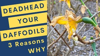 Deadhead Your Daffodils 3 Reasons Why [upl. by Nytsirhc]